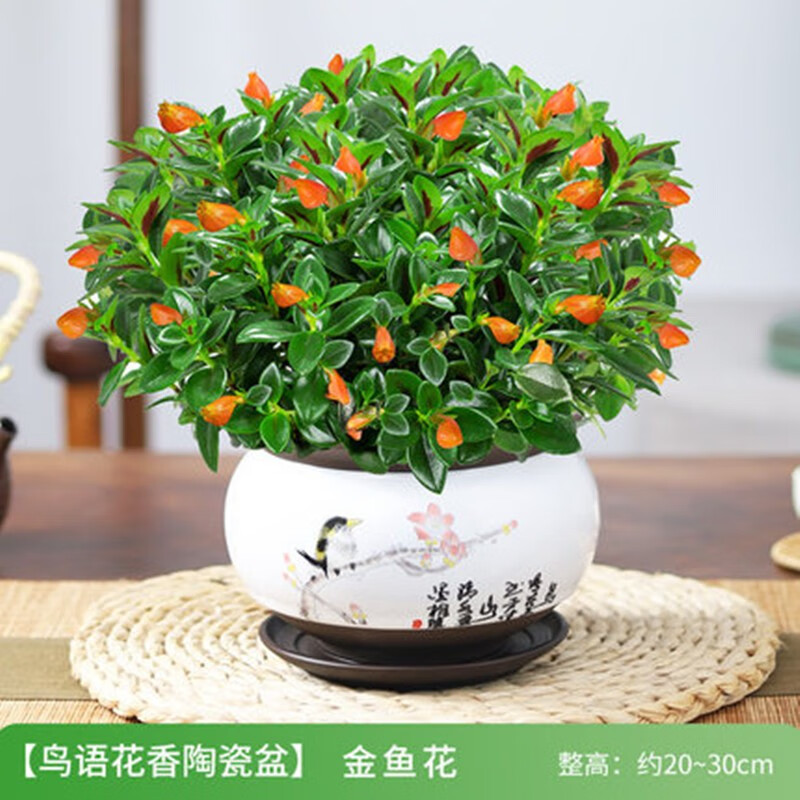 摩尔庄园花香金鱼制作方法（摩尔庄园花香金鱼制作方法）