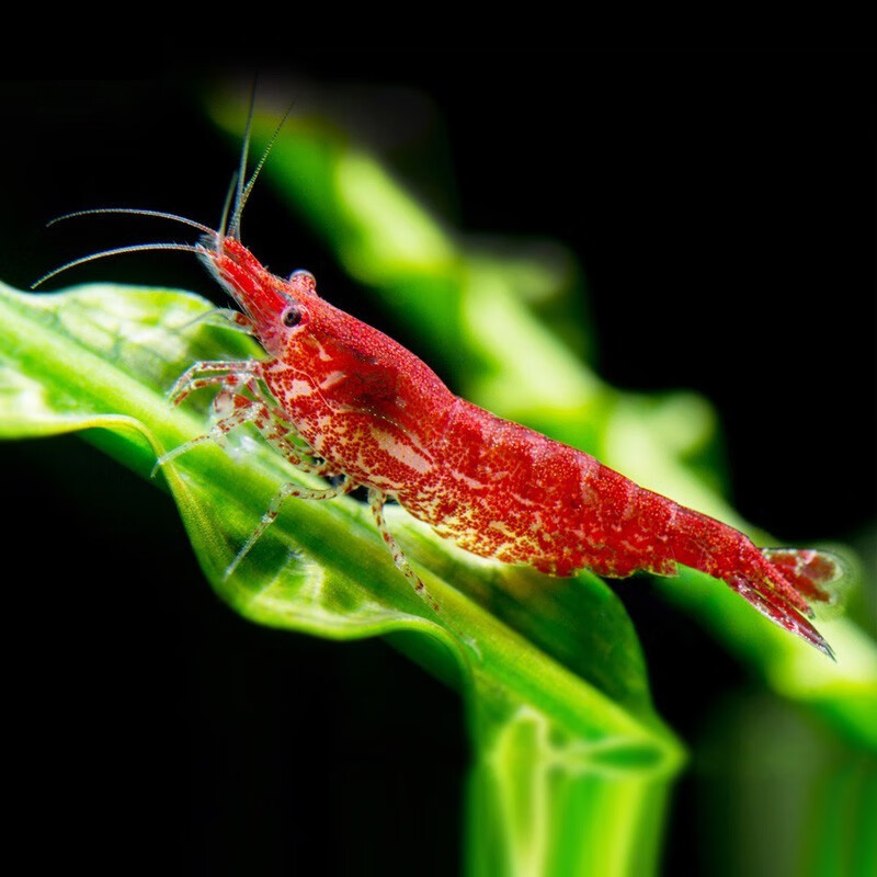 鱼官儿 黑壳虾樱花虾除藻虾活体水族宠物观赏虾小号工具虾蓝丝绒虾