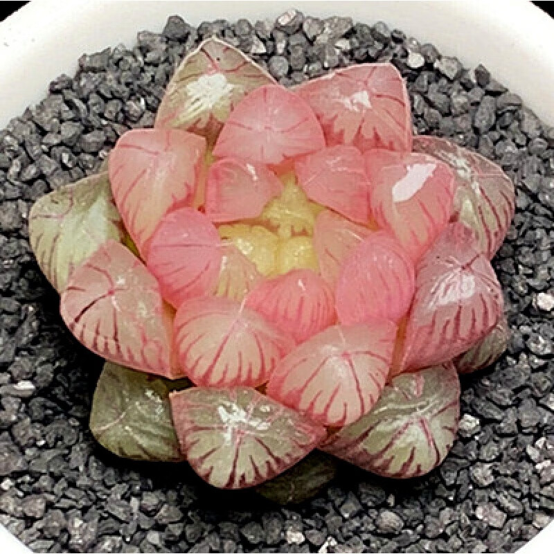 泰西丝 新款多肉植物 玉露姬寿多肉大窗冰灯玉露水晶寿室内盆栽超萌