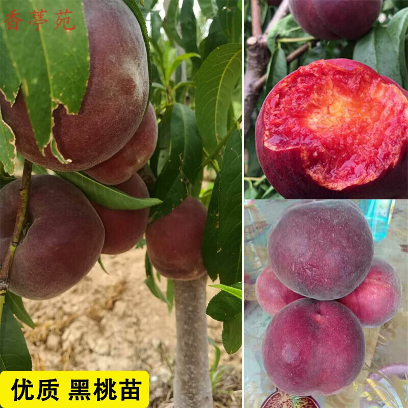 香葶苑  黑桃皇后苗新品种果树中华黑桃王嫁接苗特大桃苗当年结果桃树