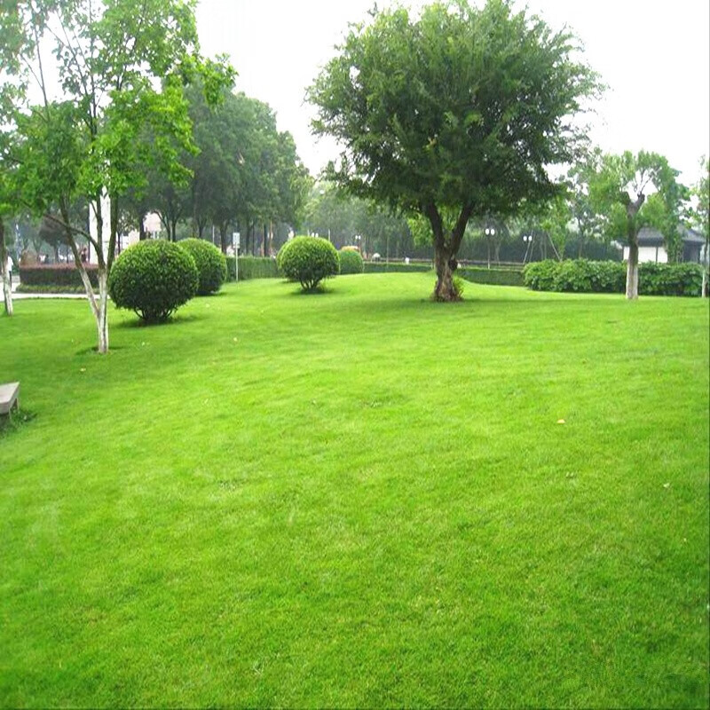 元冬早熟禾草坪种子草种籽矮生四季常青庭院别墅绿化草籽种耐寒旱 四