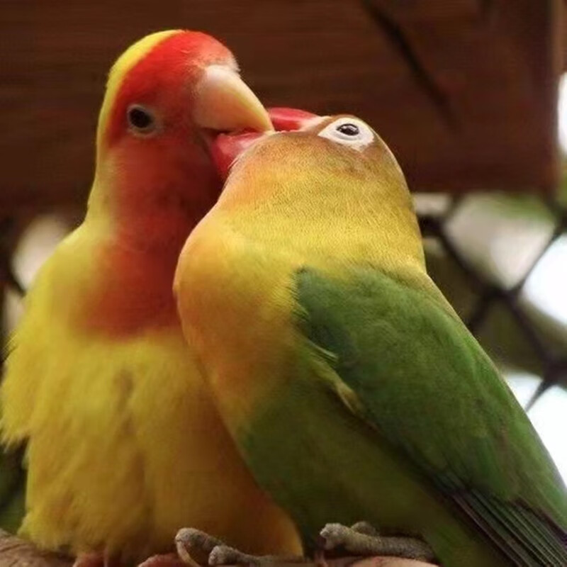 豪蚨牡丹鹦鹉鸟鹦鹉活体宠物观赏鸟活体小鸟中型宠物鹦鹉活鸟桃脸豪蚨