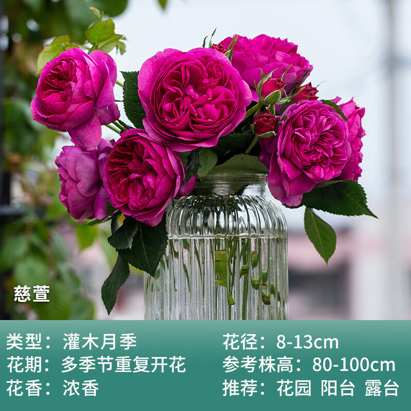 月季小苗灌木爬藤空蒙罗衣真宙胭脂扣莫奈庭院花卉盆栽 慈萱 带盆栽好