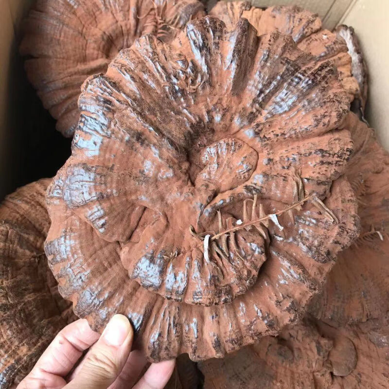 南京同仁堂原料 灵芝紫灵芝半野生深山不苦整枝带孢子粉半野生灵芝片