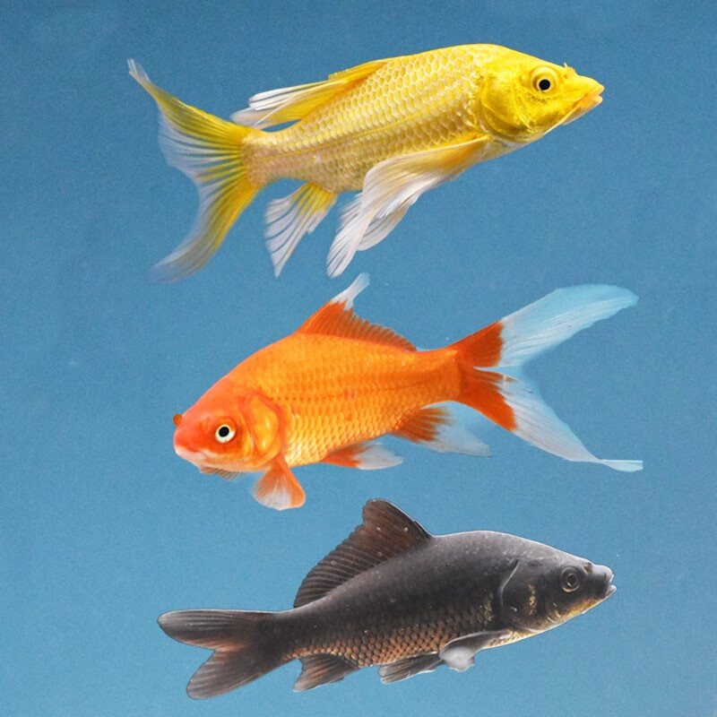 贝冠奇 冷水观赏鱼锦鲤鱼小金鱼草金鲫鱼淡水鱼宠物鱼活体闯缸鱼 黄金