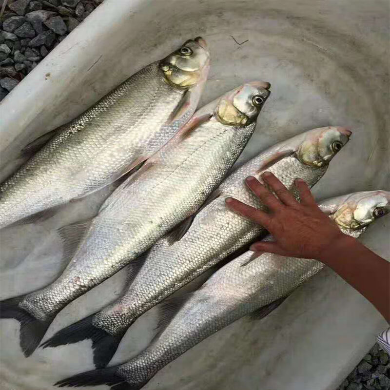 翘嘴鱼苗白条鱼苗凶猛苗翘鲌苗淡水好养殖食用大米翘壳稀有鱼耐活 米