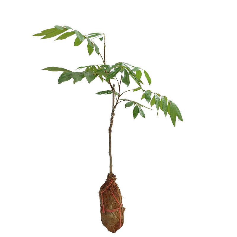 ������������ �ٷ��콢 �޽��޺��ļ����۴������Բ���統���ֹ����� ʯ������ ��������Ҷ������ 2���� �߶ȣ�60-80���� 54Ԫ��4��(��13.5Ԫ/��)