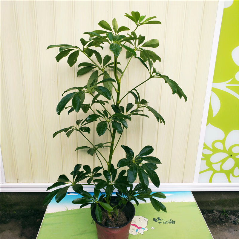 大型鸭掌木盆栽花苗 鸭脚木七叶莲花卉鹅掌柴 四季常青木 独杆鸭脚木