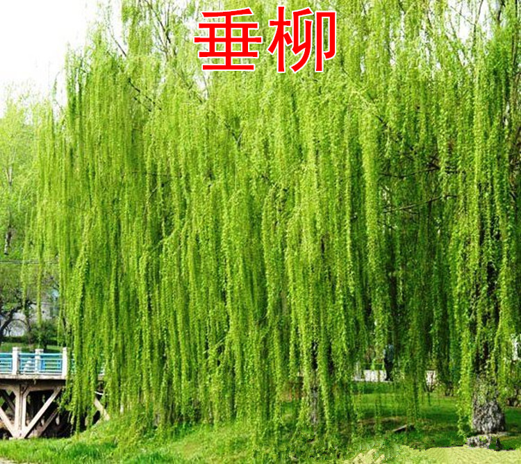 河边垂柳树苗柳苗柳树扬柳苗垂柳小苗大苗绿化苗工程厂区绿化苗 垂柳