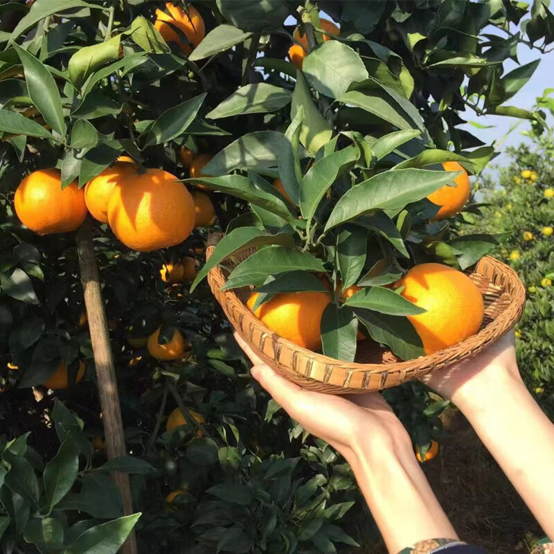 娇娇家的果园四川爱媛38号果冻橙橘橙新鲜现摘时令水果源头直发整箱当季柑橘 爱媛中果净8斤65-75mm