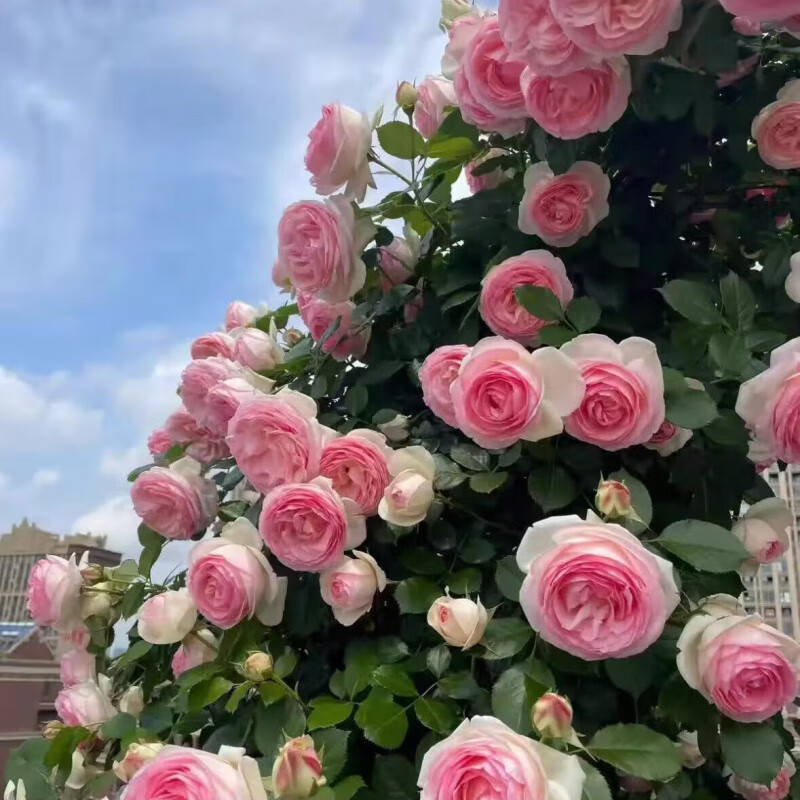 1.5米高大苗 藤本月季花粉龙苗大花浓香型庭院地栽盆栽爬藤蔷薇 粉龙 1.5米(大苗)