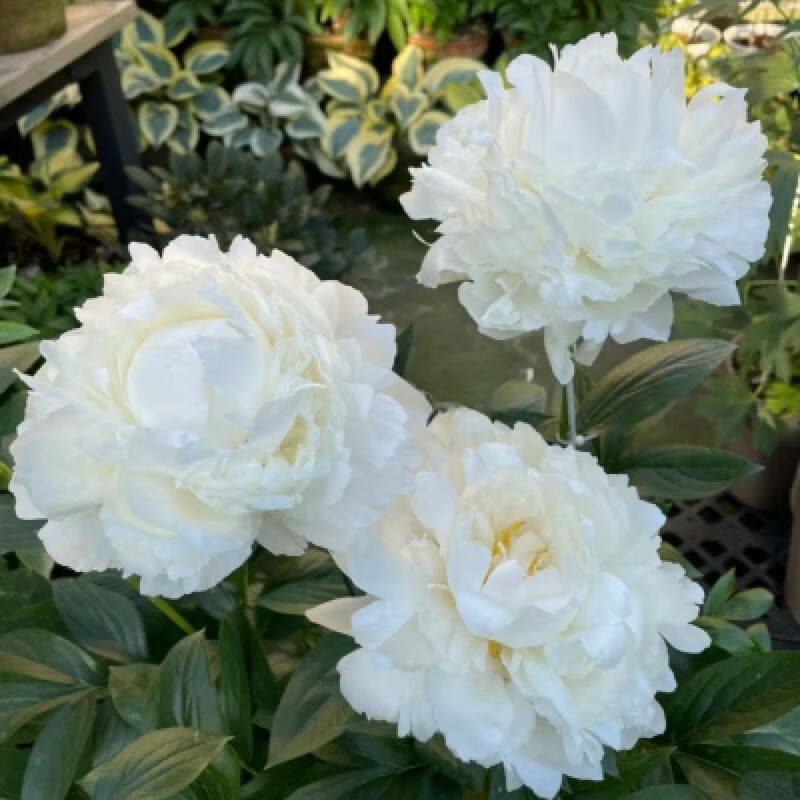 34奶油碗【重瓣芍药根块1个】