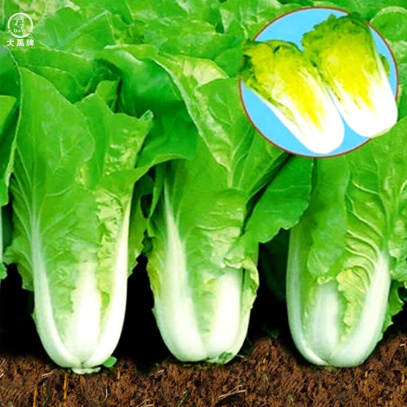 大全四季播种家庭种植阳台2月份春天种的菜籽 四季奶油快菜种子10g/袋