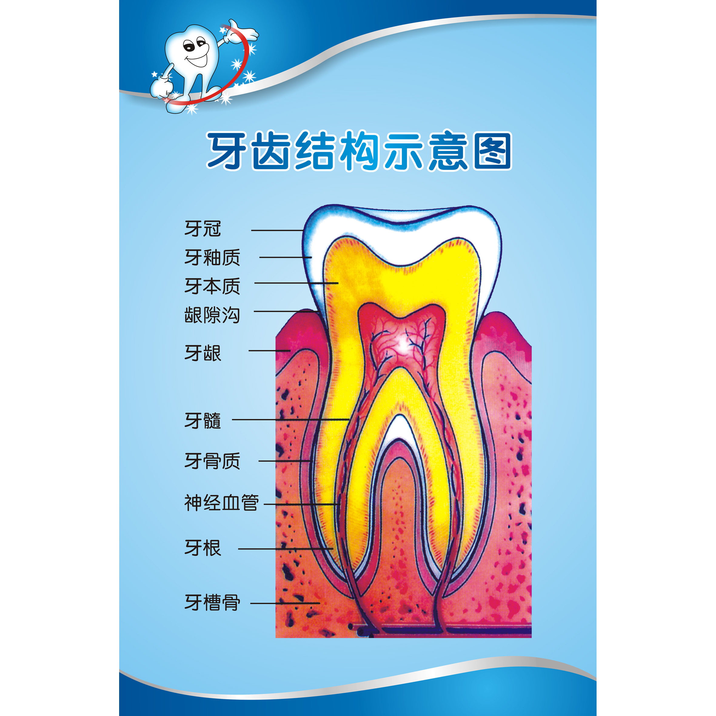 定制适用牙齿结构图牙齿疾病构造牙列知识口腔保健医院装饰画海报贴画