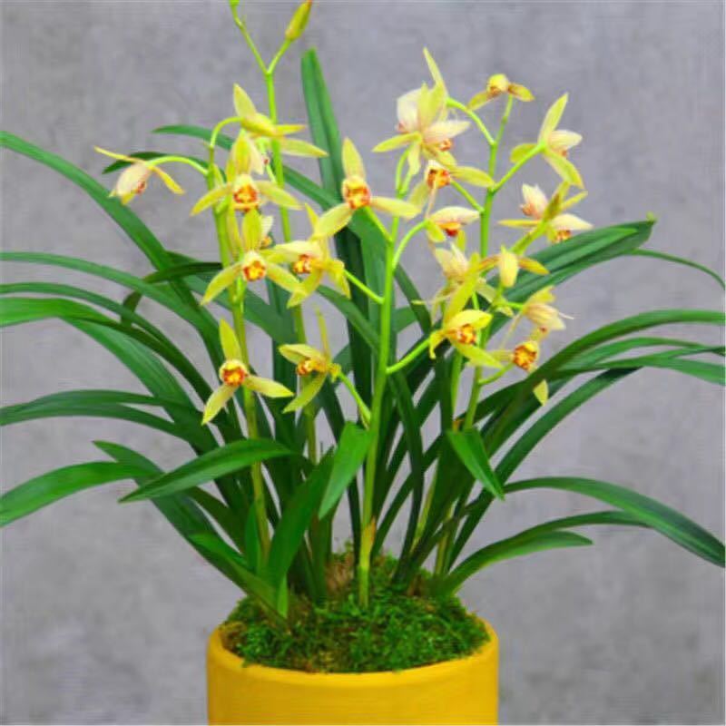 【精品绿植】兰花盆栽苗墨兰建兰蕙兰开花浓香花卉室内盆栽植物好养