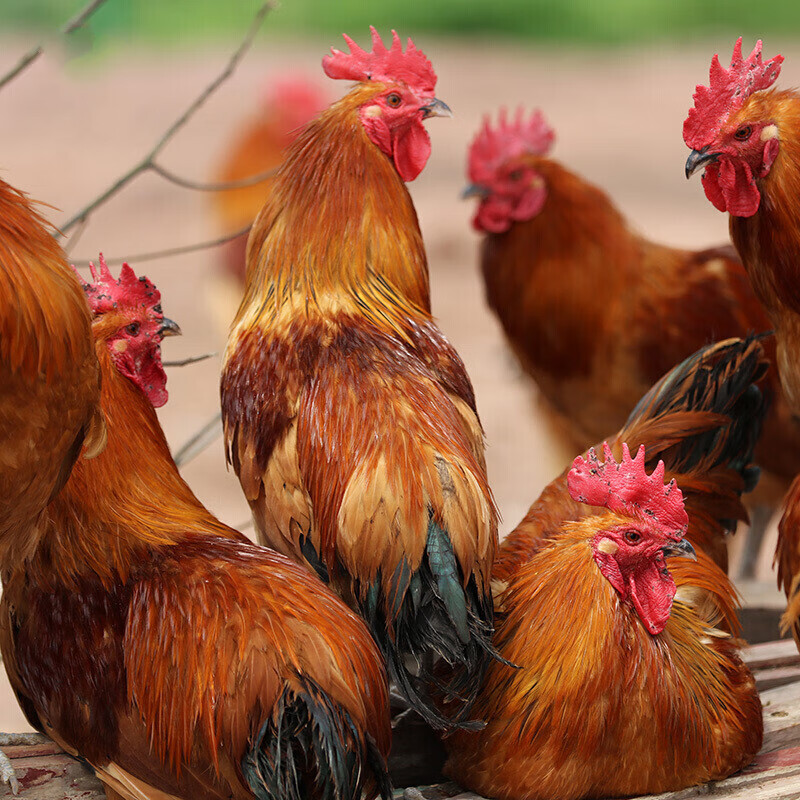 味巴哥(mostdelicious)只大公鸡净重斤以上农村土鸡公鸡土公鸡老笨鸡