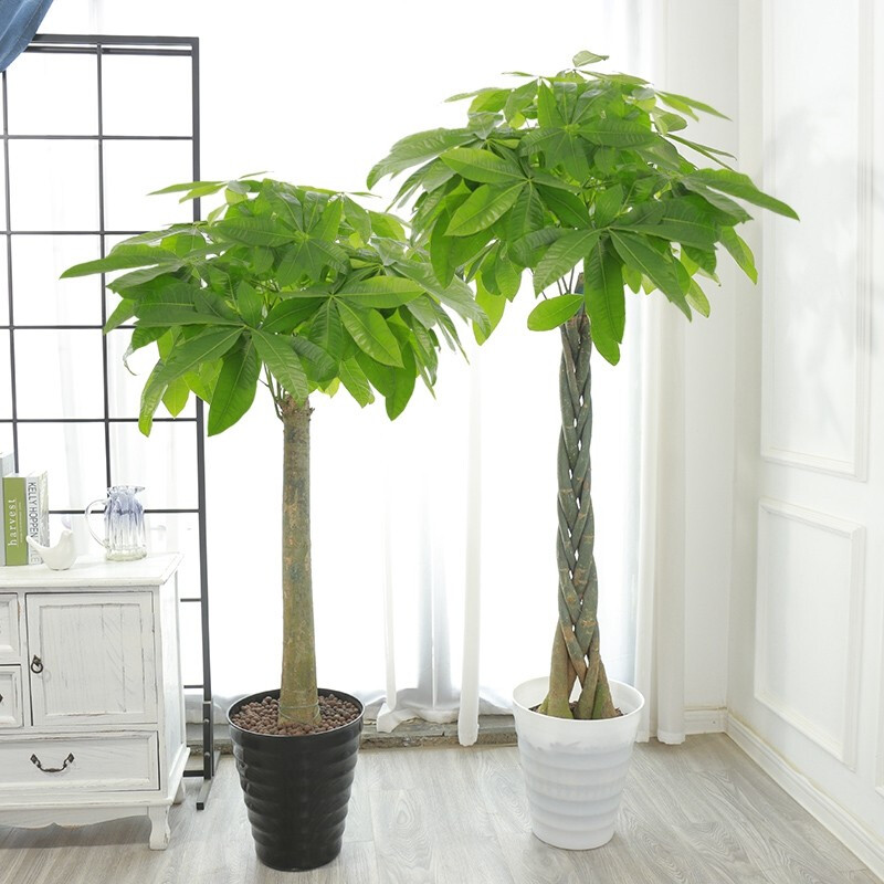发财树盆栽 大型室内客厅苗木树绿植办公室开业花卉盆景植物 单干独杆