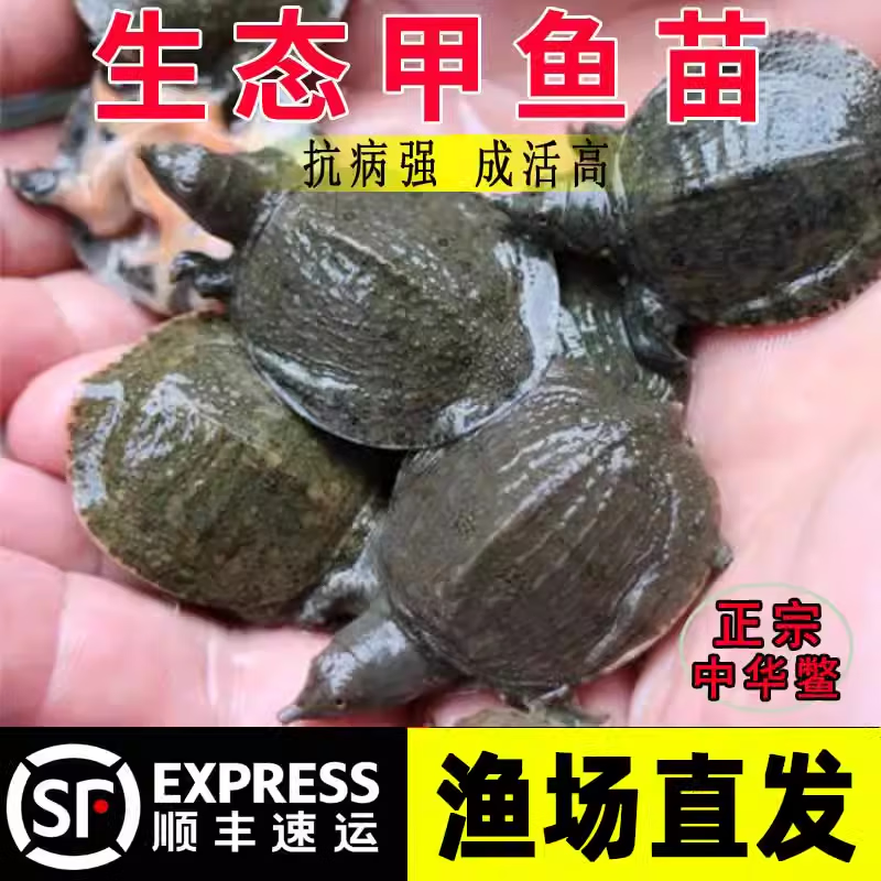 小甲魚幼苗活體外塘生態(tài)養(yǎng)殖水魚苗王八團(tuán)魚苗龍魚中華鱉魚甲魚苗批發(fā) 甲魚苗3-5克50只【包活到家】
