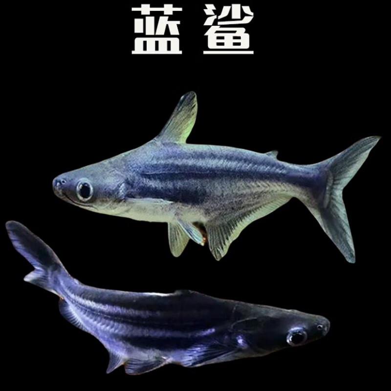 大脸兔淡水鲨鱼白化鲨观赏鱼小蓝鲨虎头鲨劳伦迪球鲨大型热带 蓝鲨7