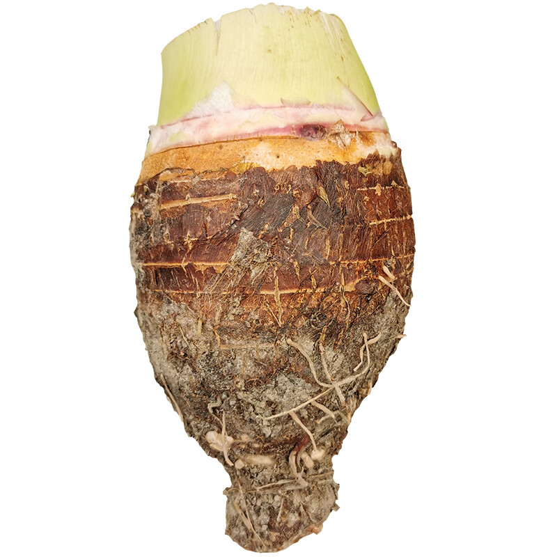 颜小荭 广西桂林荔浦大芋头 农家新鲜现挖芋头 产地直供 新鲜蔬菜 3斤实惠装（单果1-1.5斤） 软糯香甜