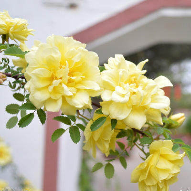 8元5棵 5年蔷薇花苗当年开花多花地盆栽庭院阳台爬藤月季玫瑰 皇妃