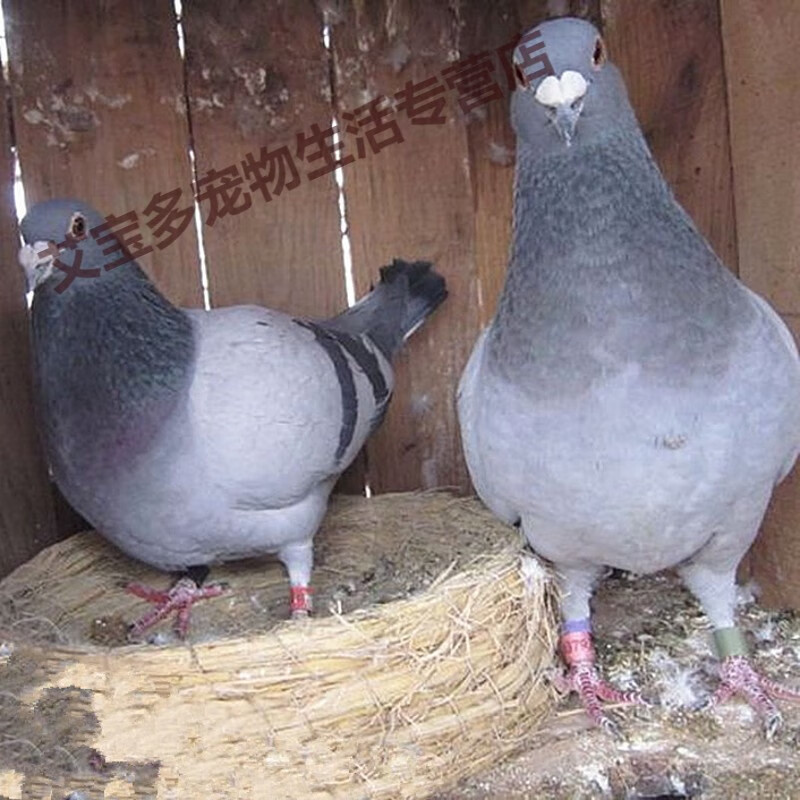 鸽子原配一对信鸽种鸽天落鸽活体幼鸽青年鸽赛鸽落地王白羽王 灰色