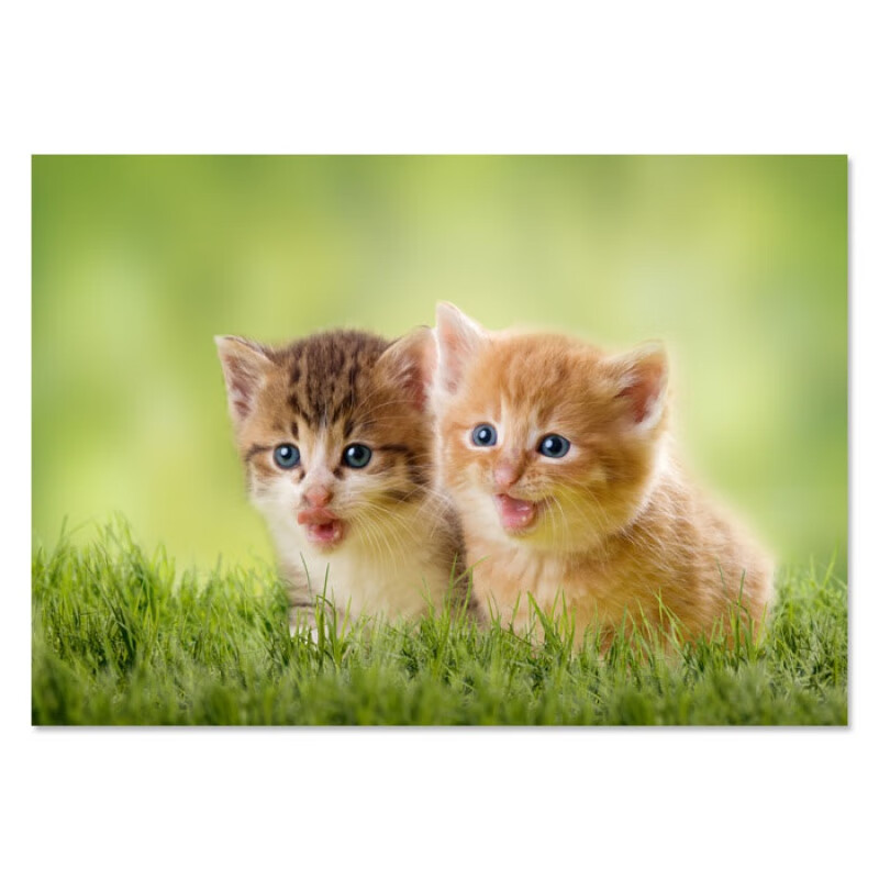 遥绾惜宠物装饰画可爱动物狗狗猫咪房卧室床头壁画房间现代简约挂画 1