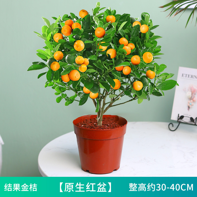 四季金桔树苗盆栽客厅植物室内花卉绿植小橘子庭院盆景年宵花卉 金桔