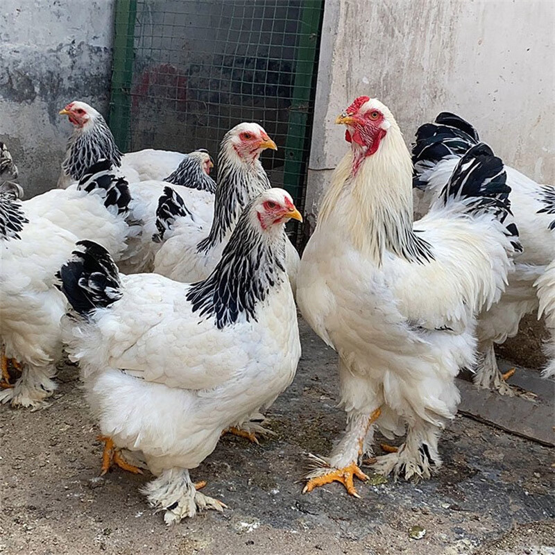 半大正宗巨型婆罗门鸡活仔半斤进口梵天鸡宠物鸡观赏鸡活体脱温崽