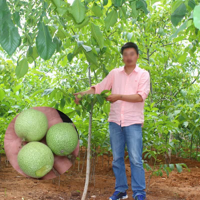 核桃树苗 核桃苗8518嫁接苗薄皮核桃树纸皮南方北方种植庭院当年结果