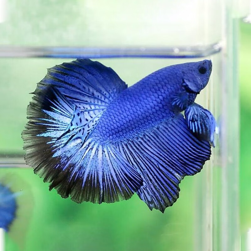 热带鱼淡水鱼懒人网红宠物观赏活体观赏鱼苗桌面 半月 狮王【各一只】