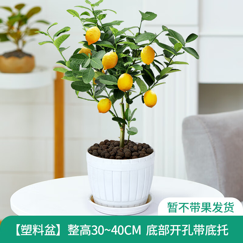 懿儱佩香水柠檬树苗水果盆栽驱蚊浓香好养阳台四季花卉室内绿植物 仿