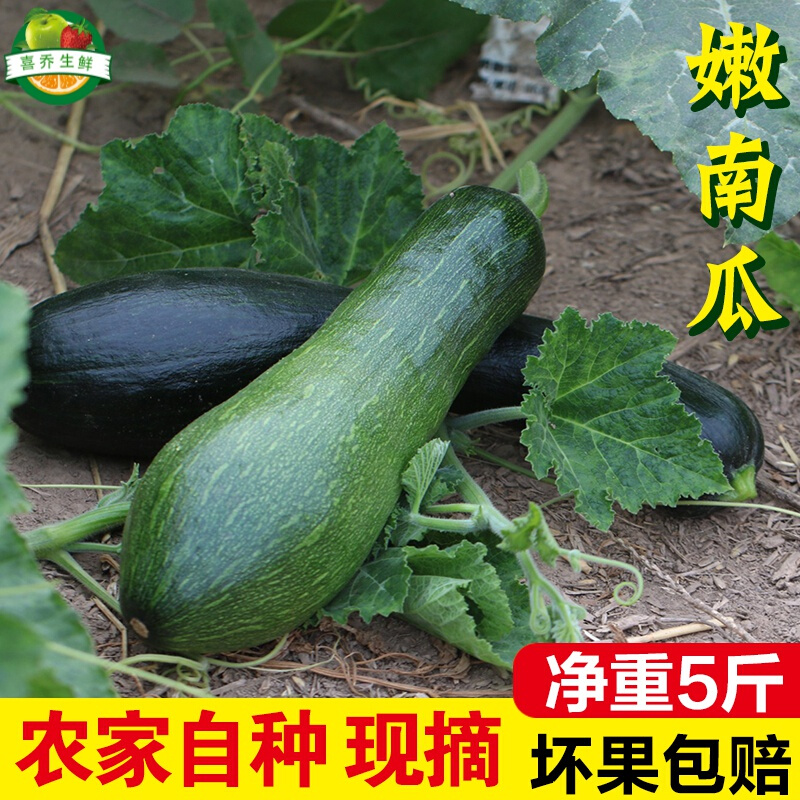 钦辰奕【现采摘速发】嫩南瓜新鲜绿皮小南瓜农家自种菜现摘长南瓜青皮