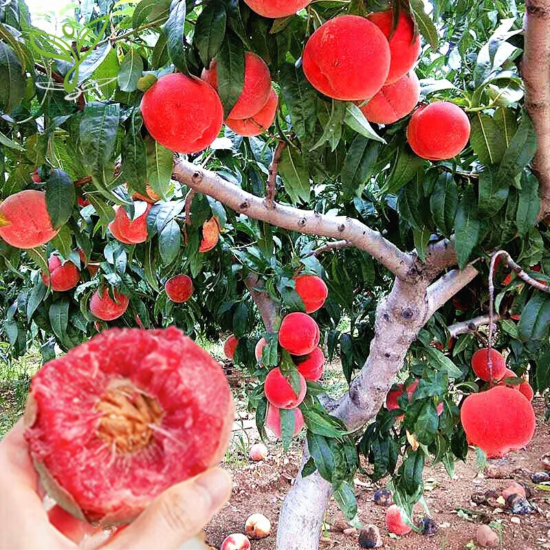 中华血桃苗 嫁接桃子树苗紫肉血桃树苗红肉血桃苗当年结果南北方种植