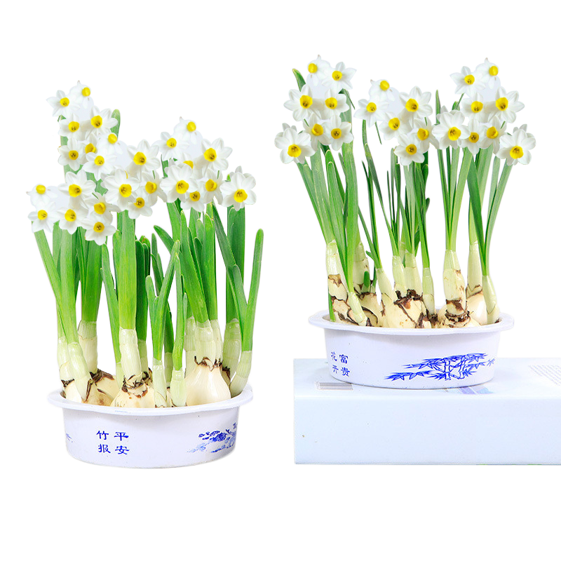纵观天下花卉：高品质的选择|花卉历史价格查询软件
