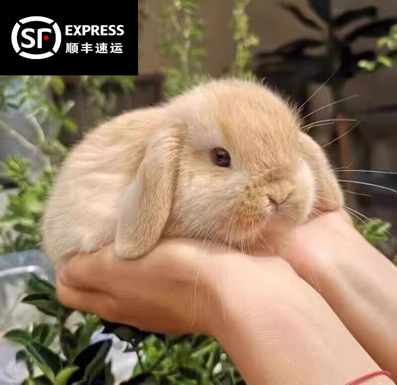 梦茜儿(mexemina)兔子活物侏儒兔凤眼小型茶杯兔长不大不咬人宠物荷兰