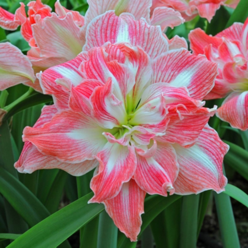 朱顶红种球大球地栽球根观花植物盆栽花卉 漂亮女神5球-球体直径3厘米