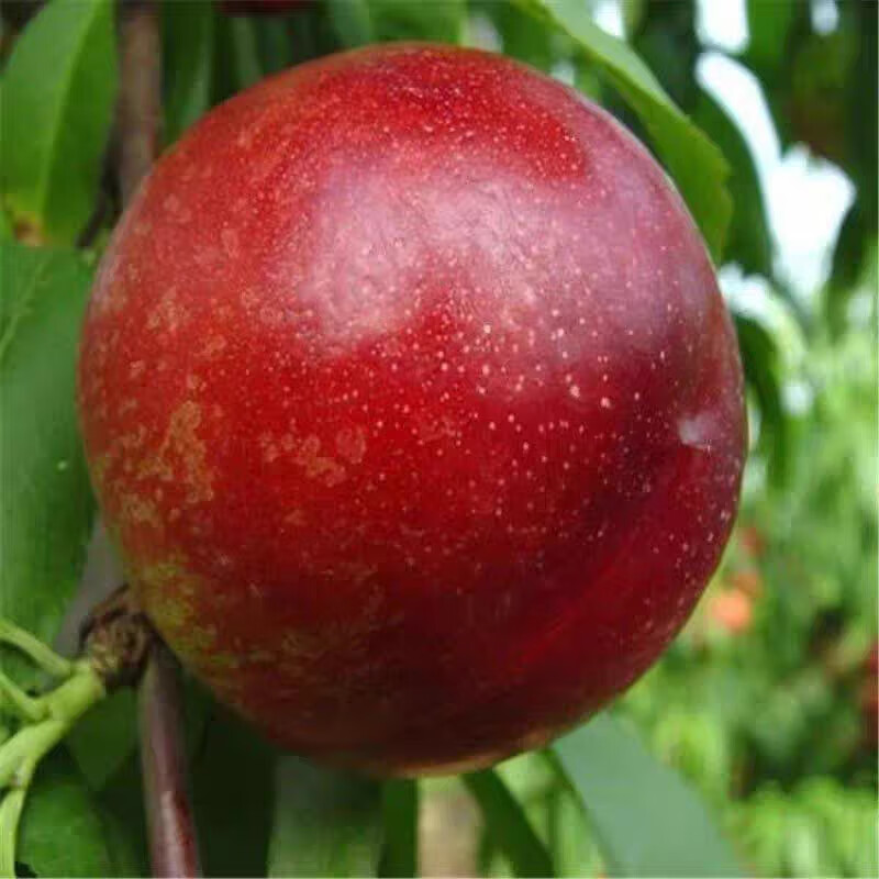 特大油桃树苗 金硕油桃苗 郑3-12油桃树苗当年结果树南方北方种植