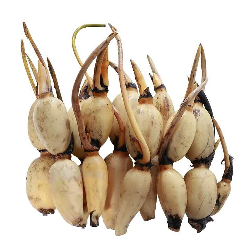 花行榜荷花藕种大型观赏荷花苗根茎水生莲藕（颜色混搭）10个源头直发