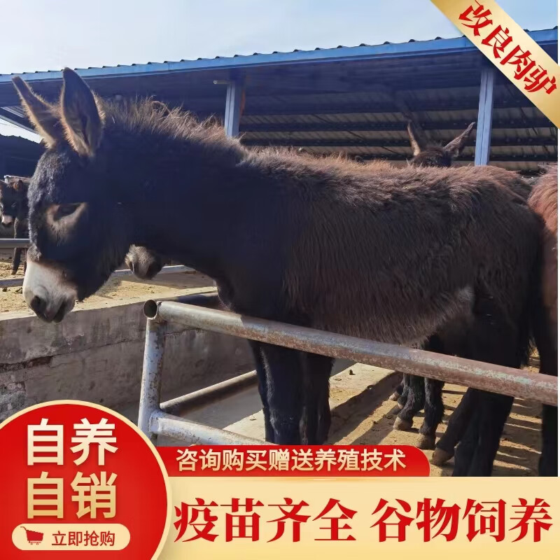 宠物驴幼崽小毛驴改良德州驴迷你宠物驴毛驴养殖毛驴活体定金