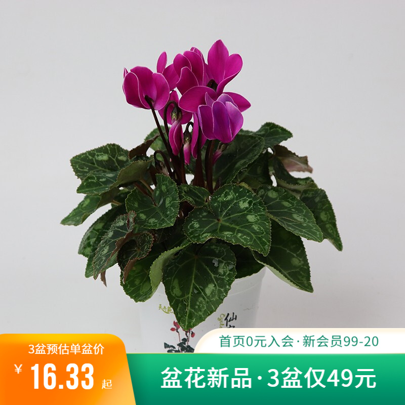 【虹越】迷你仙客来100#盆栽苗 多年生草本植物 室内外易种植花期长复