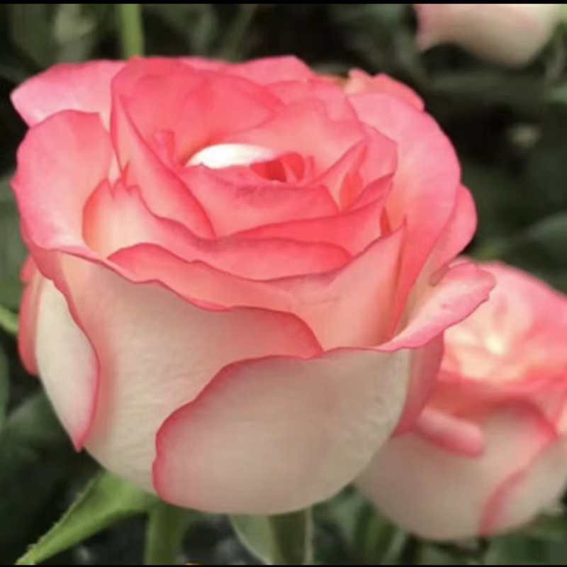 秋芊卉 带花苞欧月果汁阳室内观花植物花卉盆栽 四季开花月季 摩纳哥公主 月季大苗(高度30-50CM)