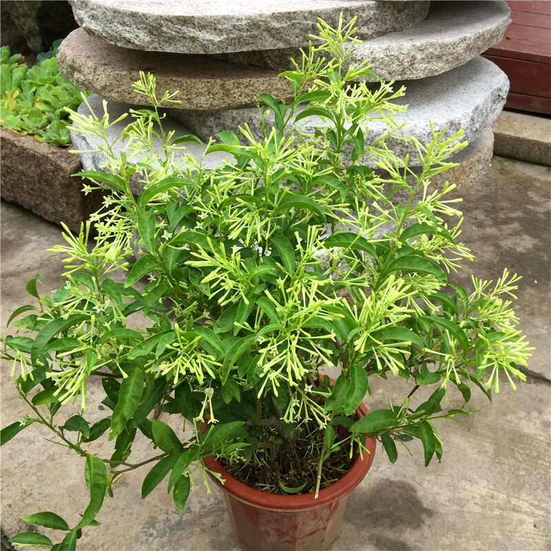 树苗夜来香盆栽花卉植物室内驱蚊花苗浓香四季好养九里香 夜来香4年苗