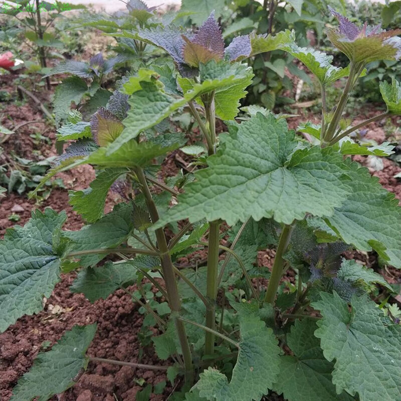 醉春木四川新鲜藿香苗4颗 春天刚刚长出的嫩苗现挖现发带土盆栽阳台