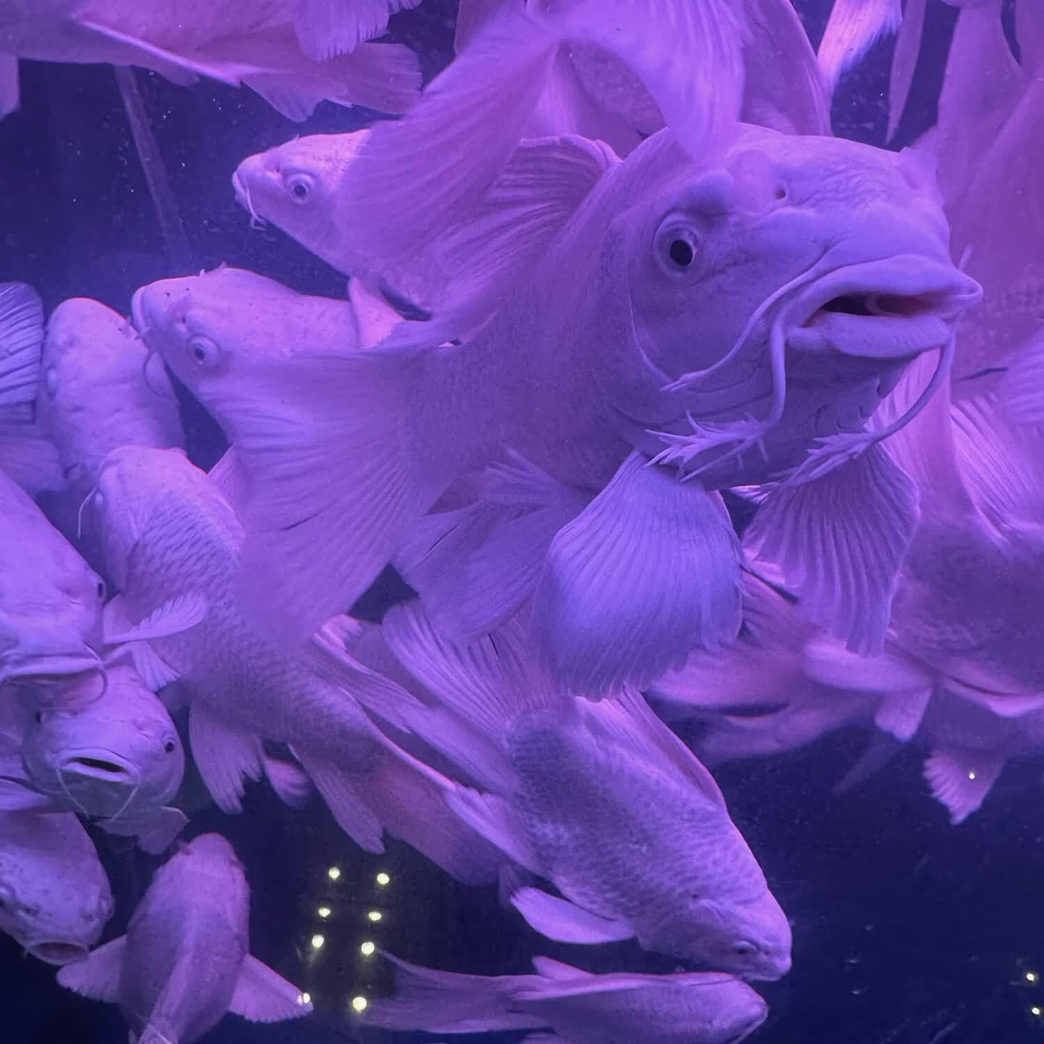 蝴蝶鲤活体淡水观赏鱼金鱼锦鲤热带鱼好养耐活白色贵妃 15-17cm 普身