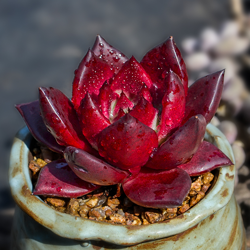 血罗罗宾乌木多肉植物精品贵货大颗肉肉老桩稀有品种多肉 罗宾【4-6