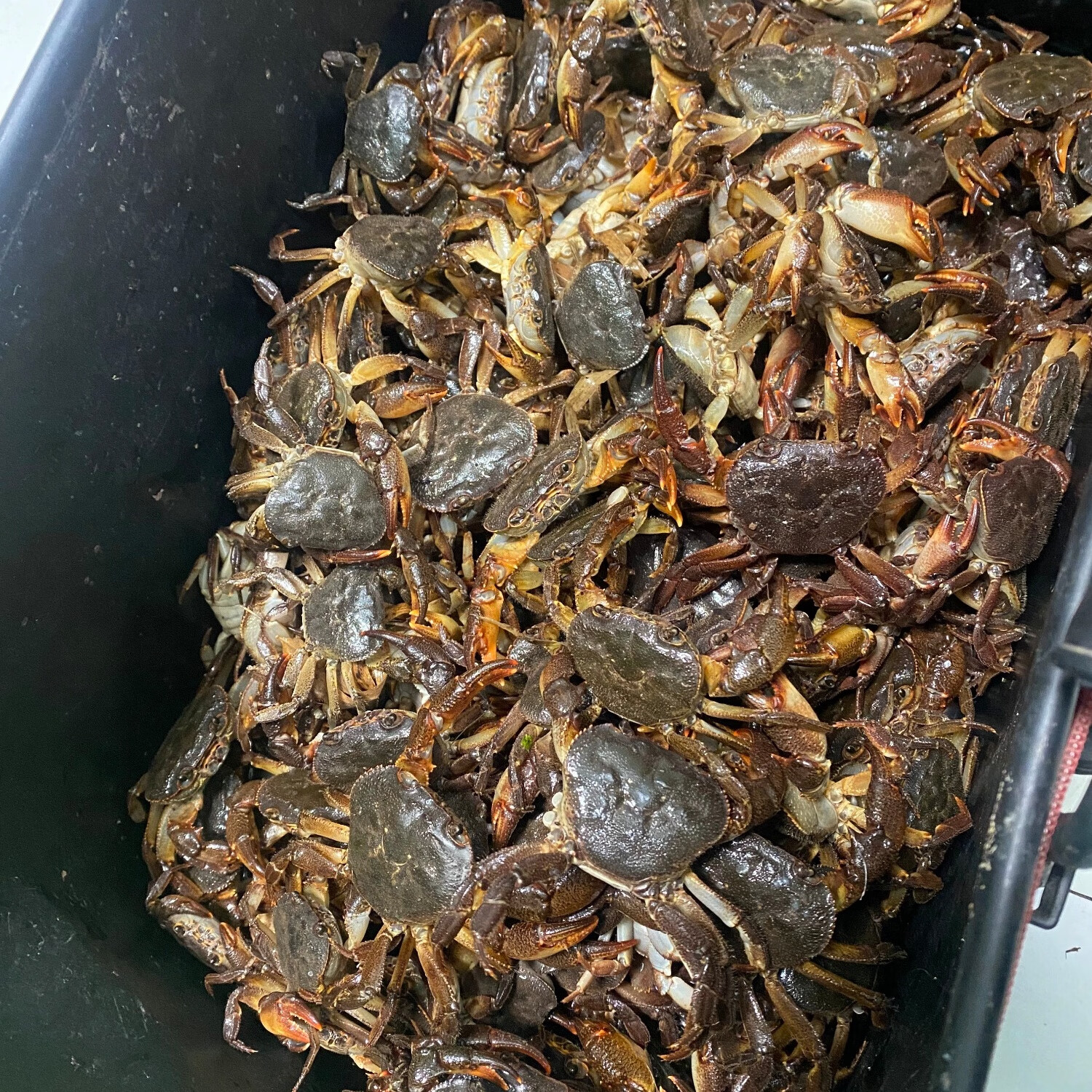 广东野生山螃蟹接骨补钙活体药用观赏食用山溪蟹  3斤顺丰包邮 一斤