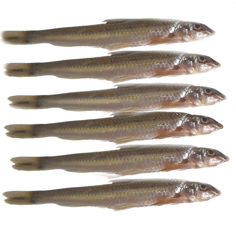 lism苏北冷水鱼 川丁子鱼 江鱼 船钉子鱼 新鲜鲜活速冻发货 1500g/3斤