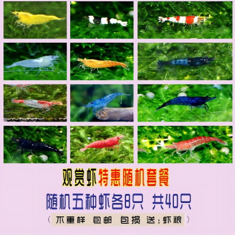 如何查看水族活体的历史价格|水族活体价格走势图