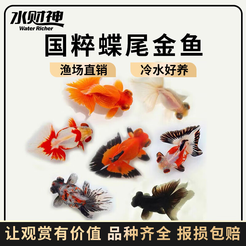 水财神蝶尾金鱼活鱼黑白熊猫蝴蝶三色红包金十二红好养淡水冷水水财神
